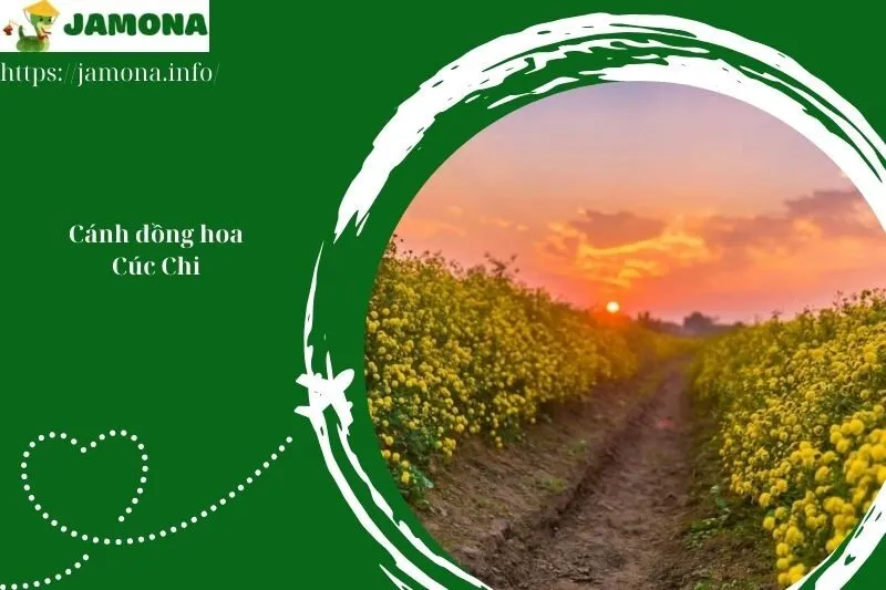 Cánh đồng hoa Cúc Chi