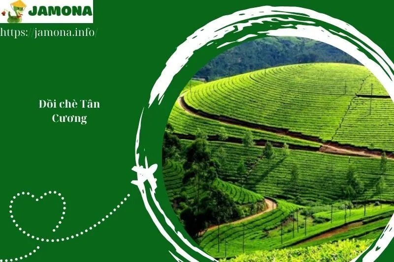 Đồi chè Tân Cương