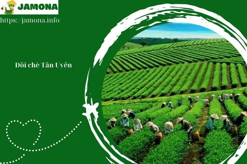 Đồi chè Tân Uyên