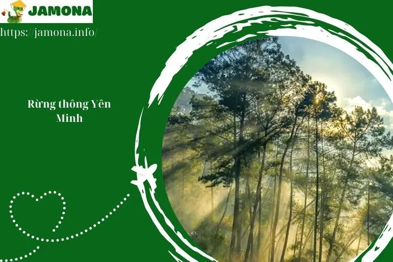 Rừng thông Yên Minh