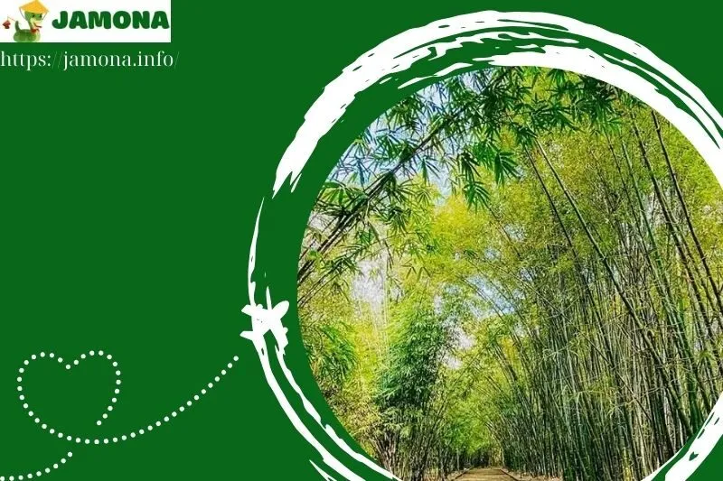 Hướng dẫn đường đi đến Làng tre Phú An