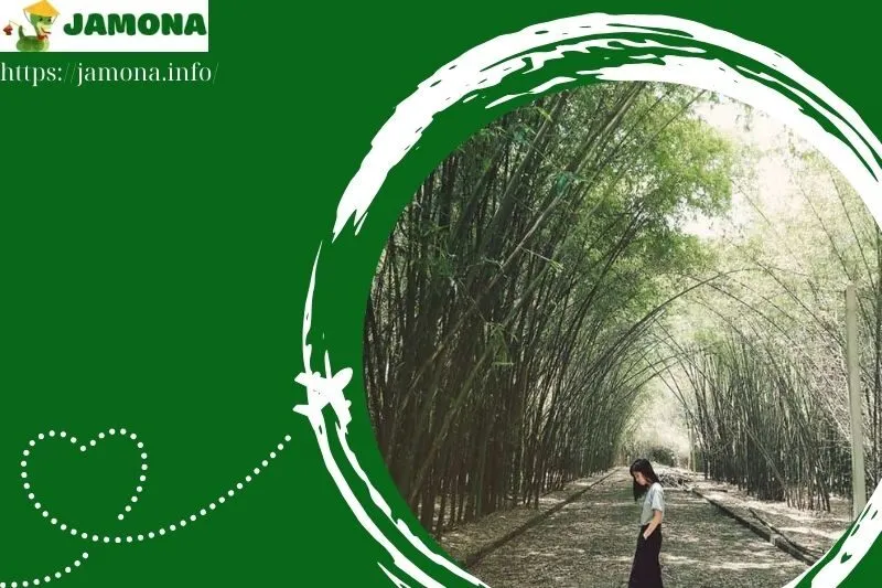 những địa điểm du lịch gần làng tre Phú An